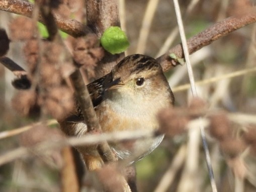 Troglodyte à bec court - ML646749924