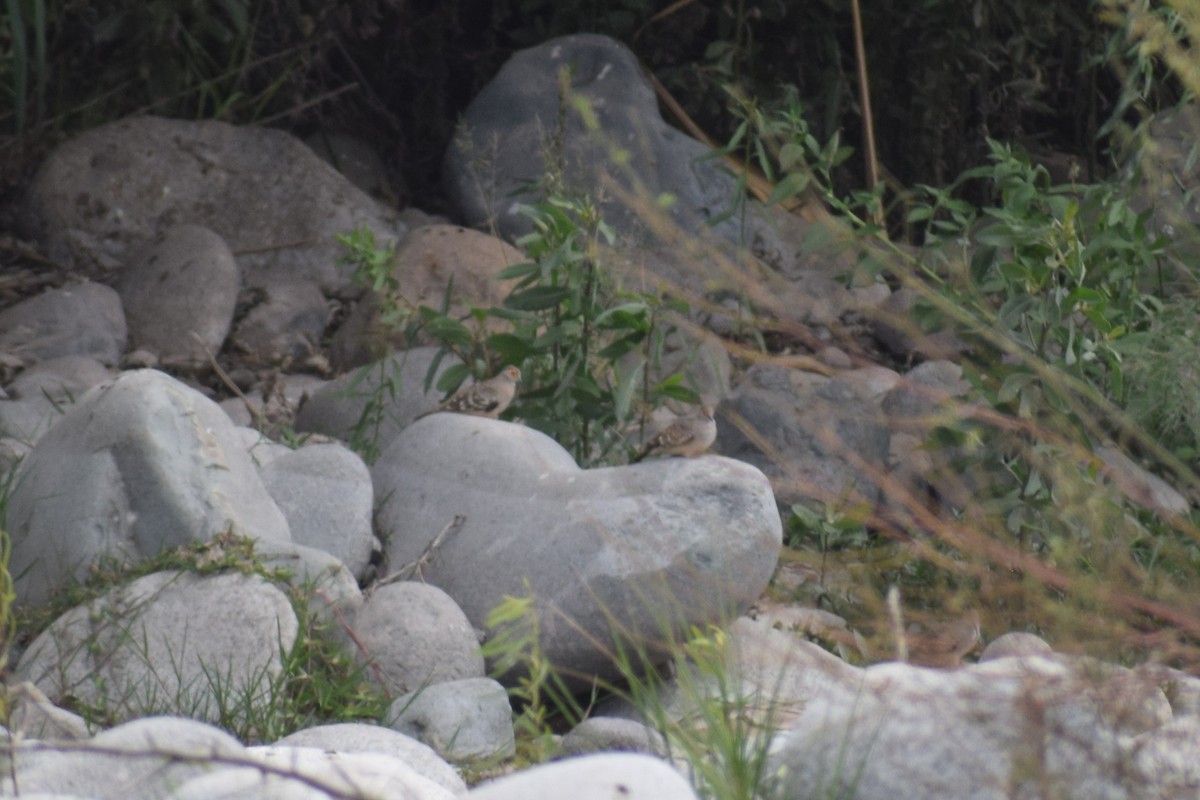 Гологлазая земляная горлица - ML646749925