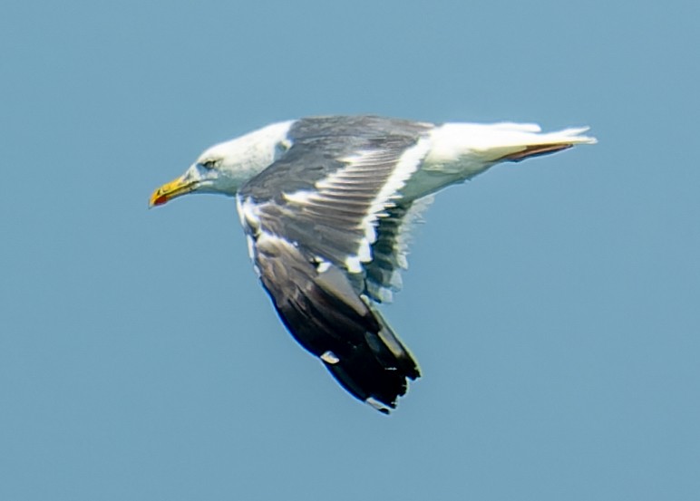 Goéland brun - ML646749927