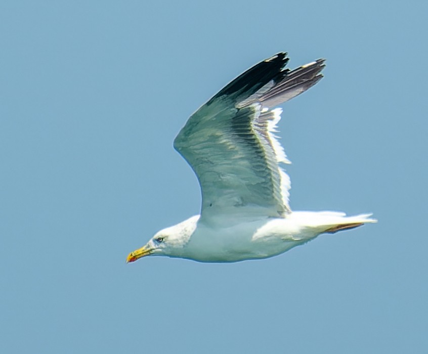 Goéland brun - ML646749928