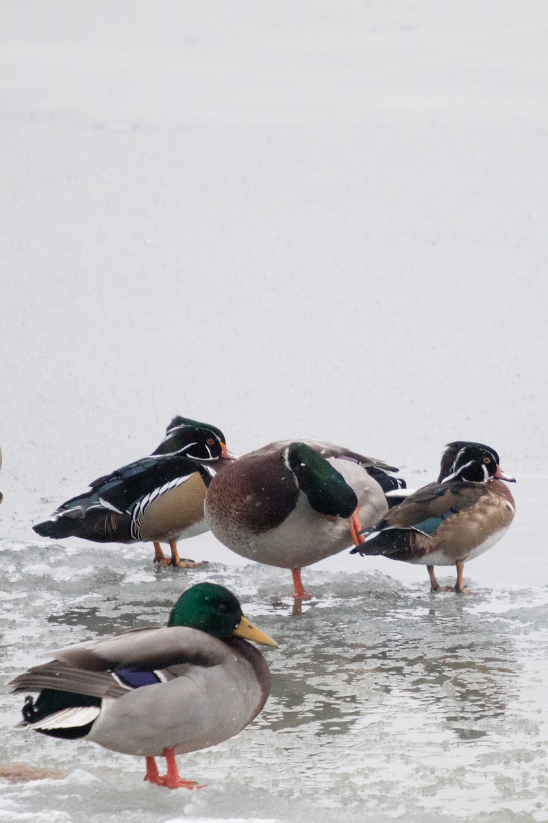 Canard branchu - ML646749929