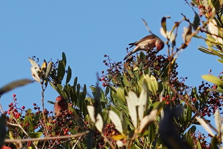 Roselin pourpré - ML646749930