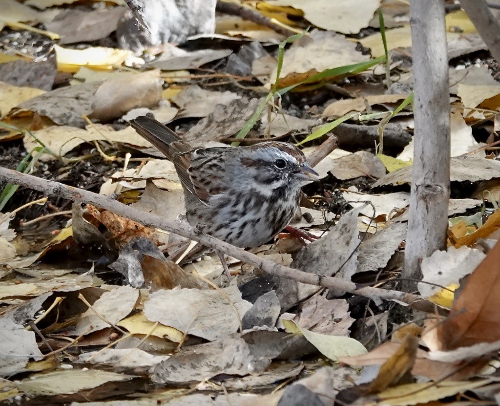 Song Sparrow (montana/merrilli) - ML646749931