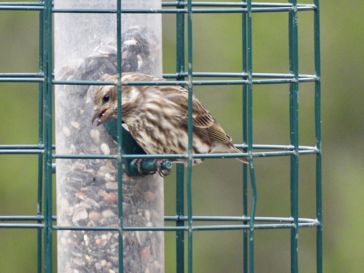 Roselin pourpré - ML646749932