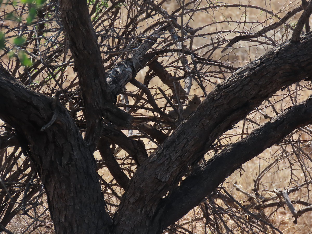 Tohi des canyons - ML646749933