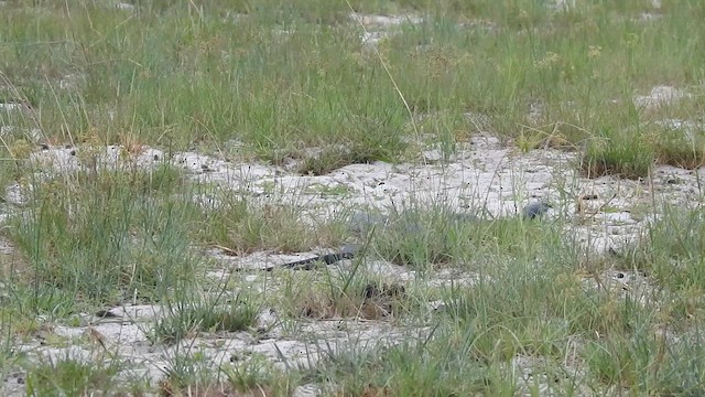 Black-necked Spitting Cobra - ML646749934
