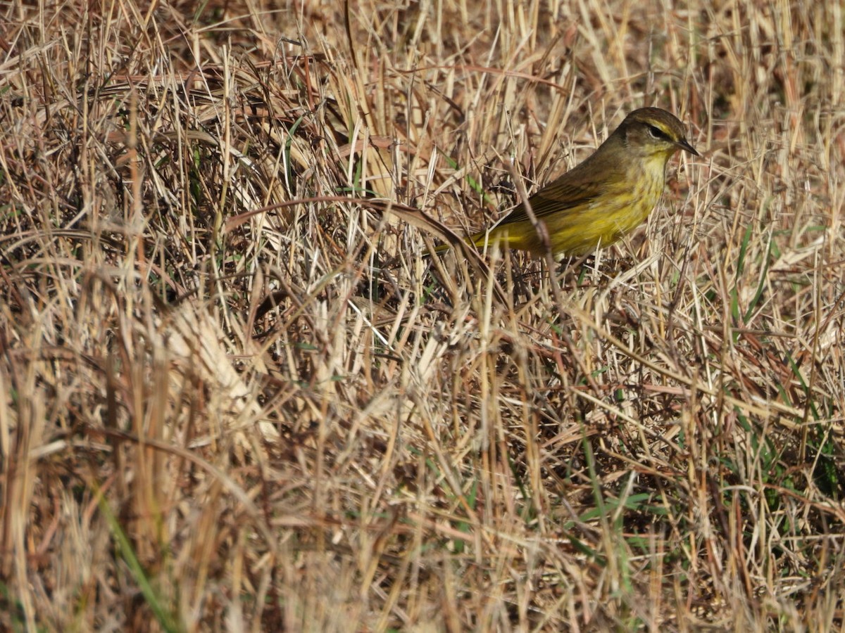 Paruline à couronne rousse - ML646749935