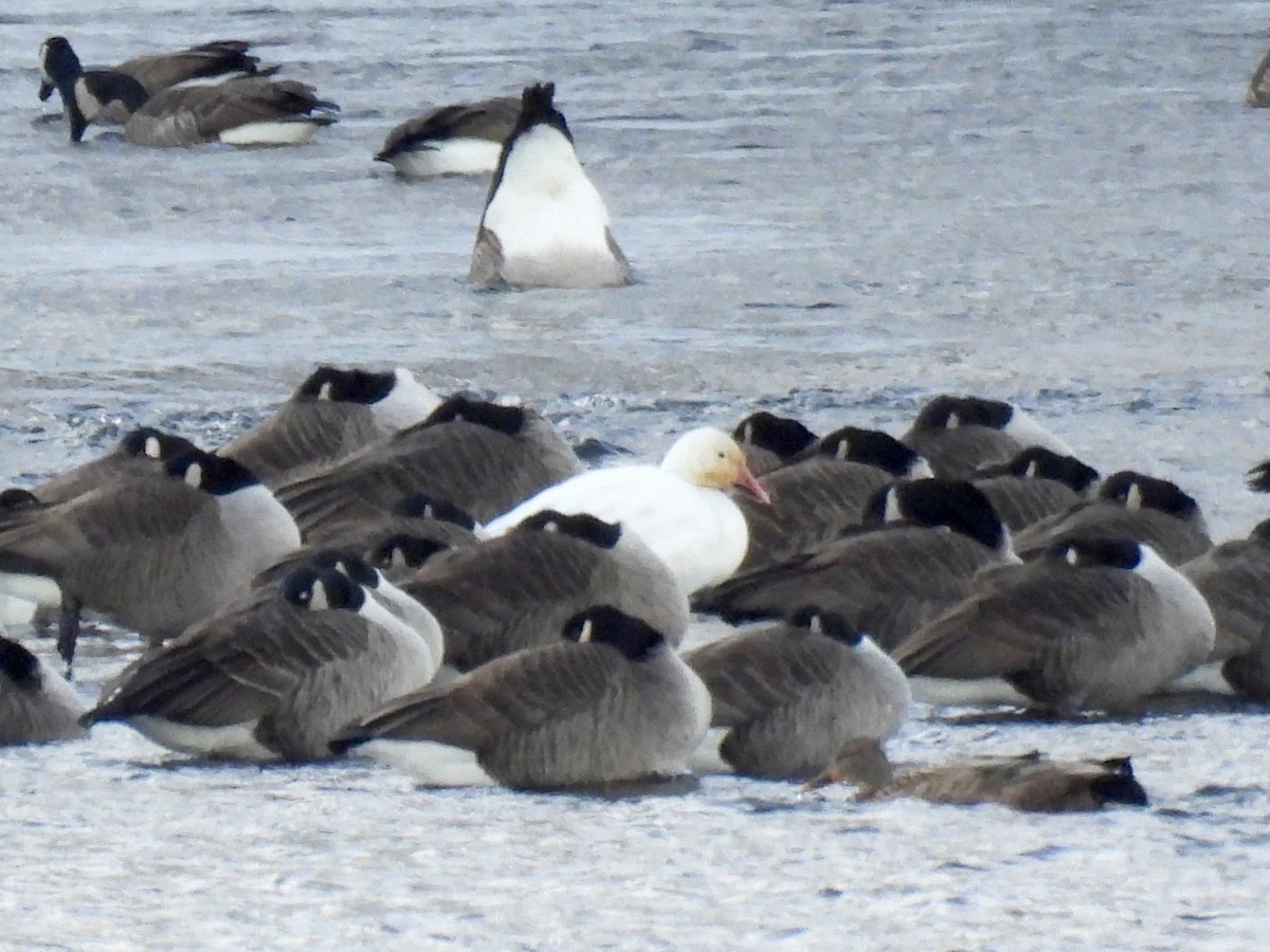 Snow Goose - ML646749936
