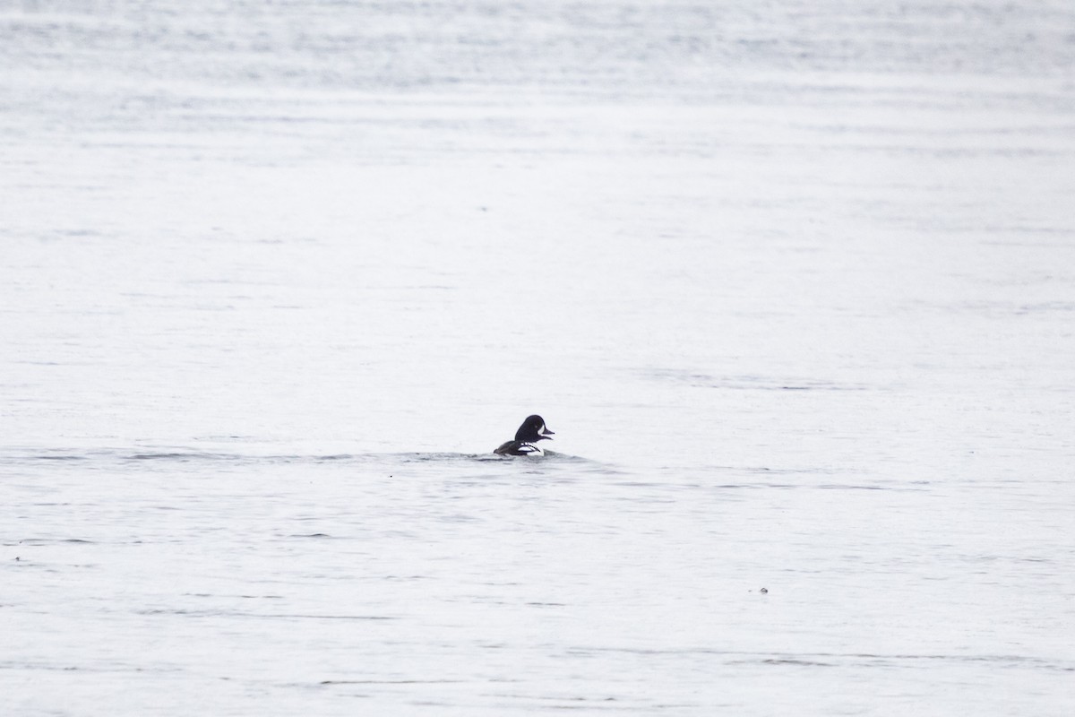 İzlanda Altıngözü - ML646749938