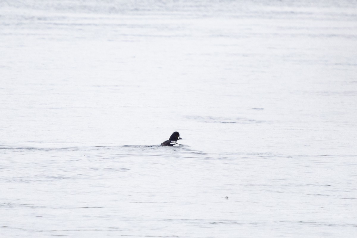 İzlanda Altıngözü - ML646749939