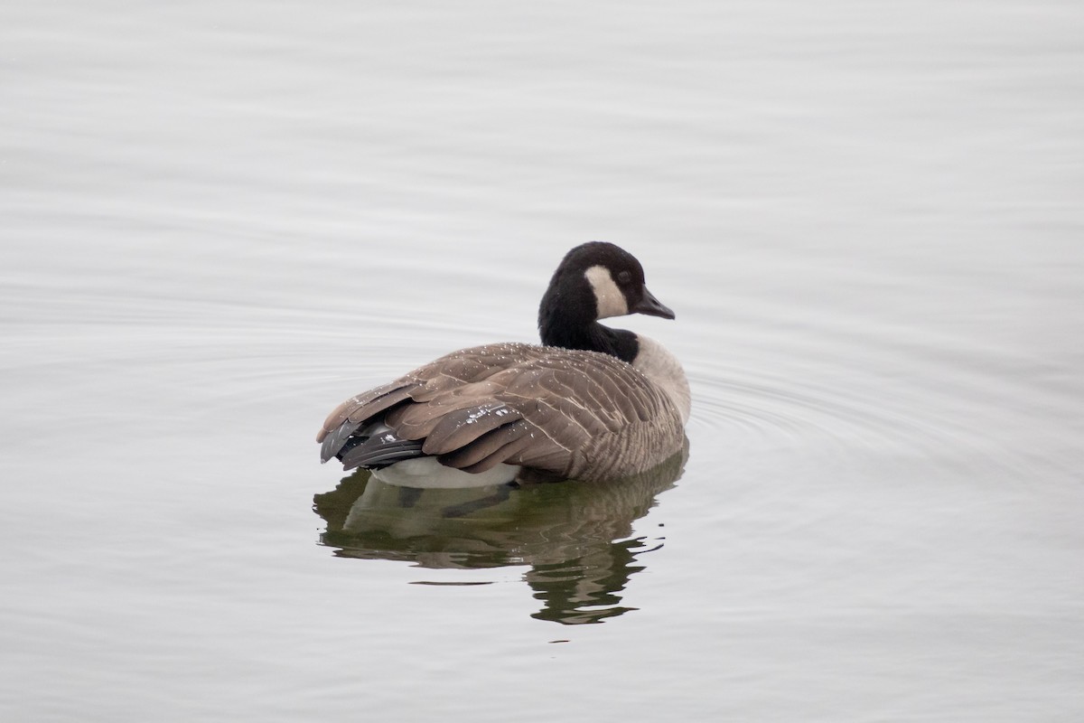 Kanada Kazı - ML646749940