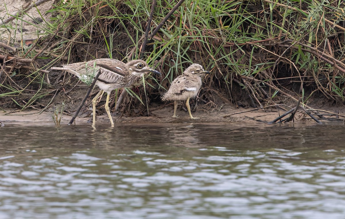 Water Thick-knee - ML646749941