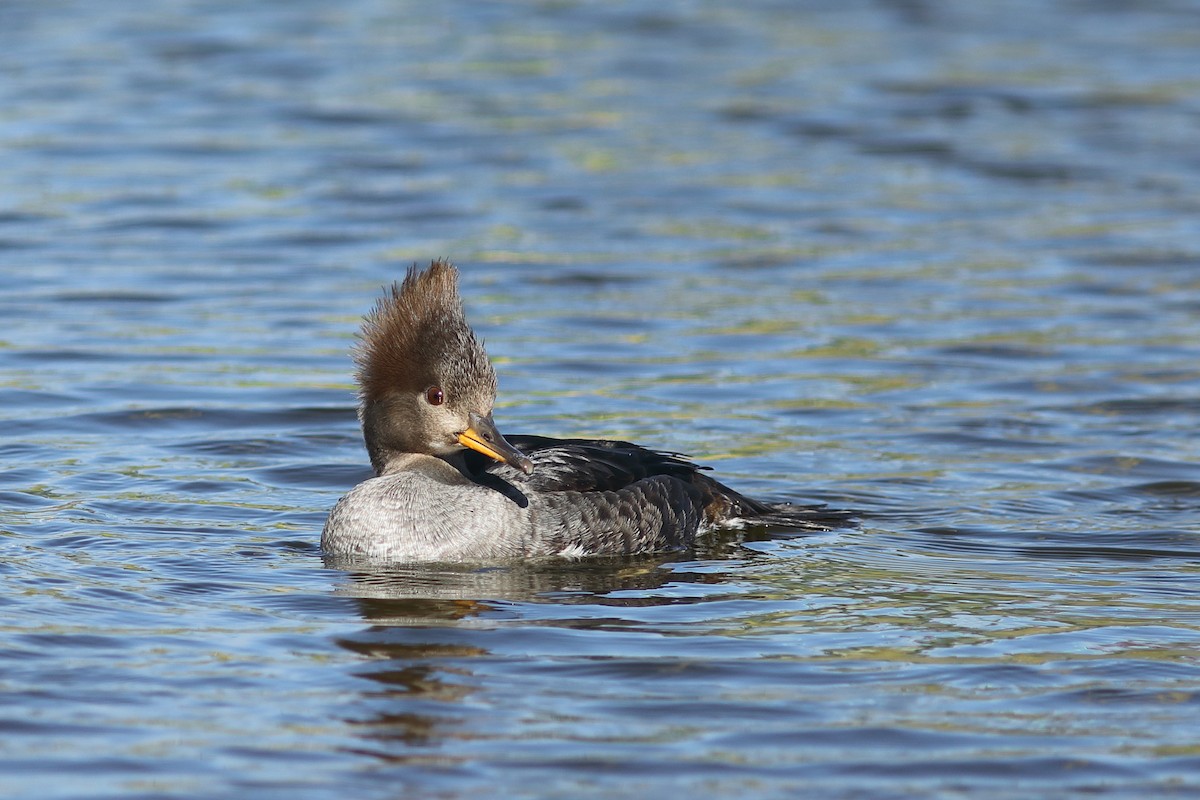 Hooded Merganser - ML646749942