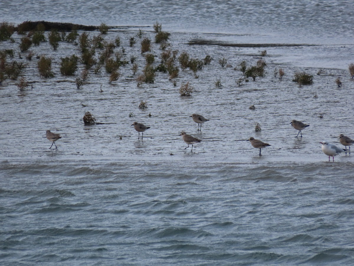 灰斑鴴 - ML646749943