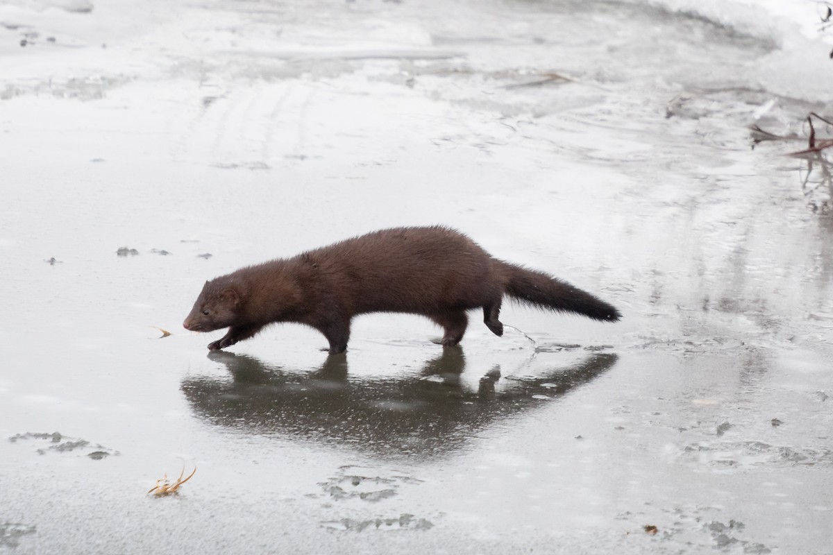 Amerika Sansarı - ML646749945