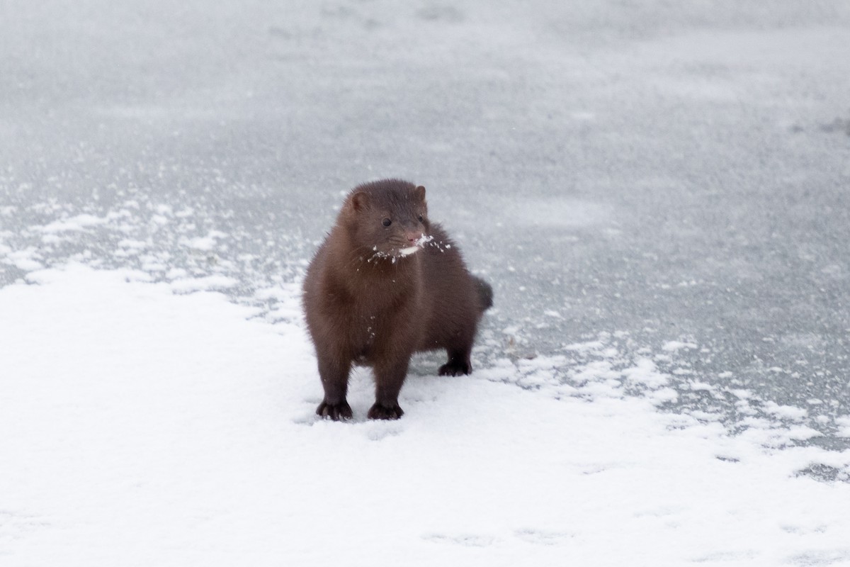 Amerika Sansarı - ML646749946