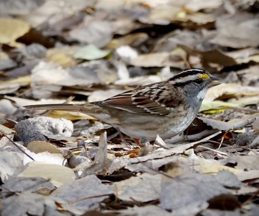 White-throated Sparrow - ML646749948