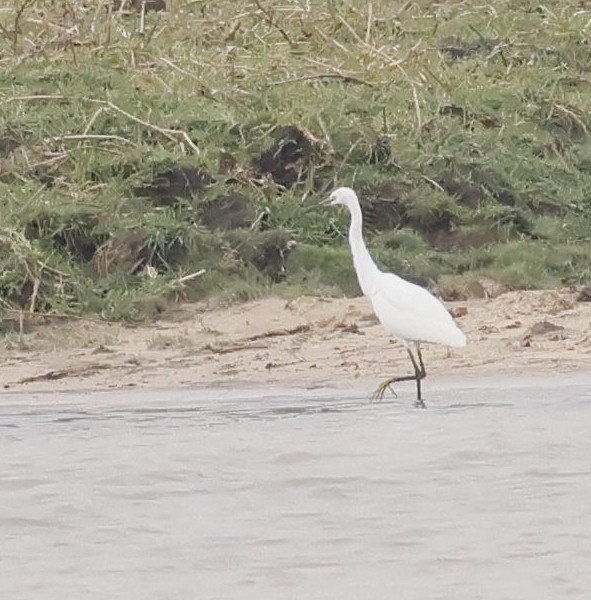 Little Egret - ML646749949
