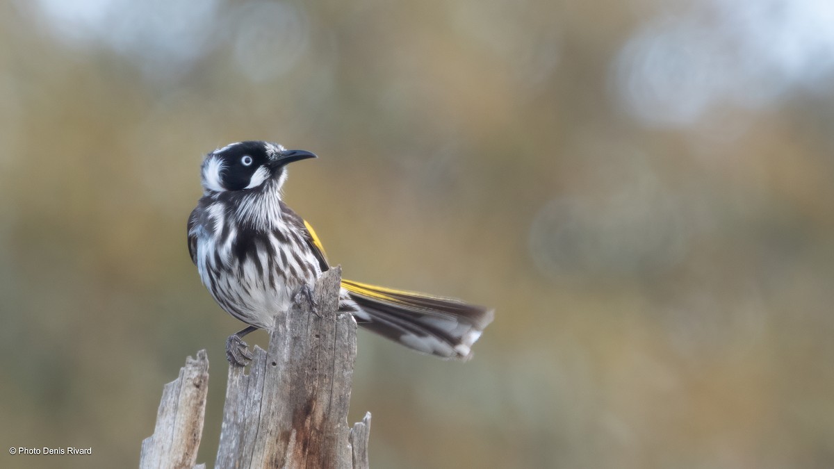 New Holland Honeyeater - ML646749950