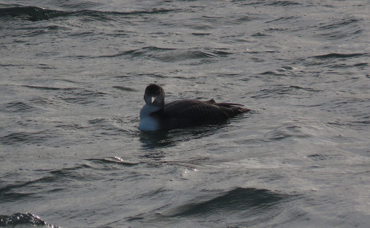 Common Loon - ML646749951