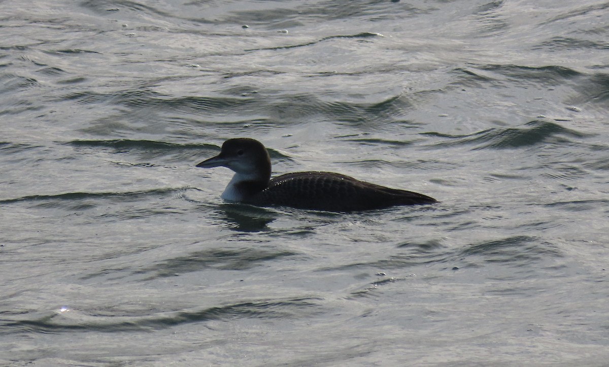Common Loon - ML646749952