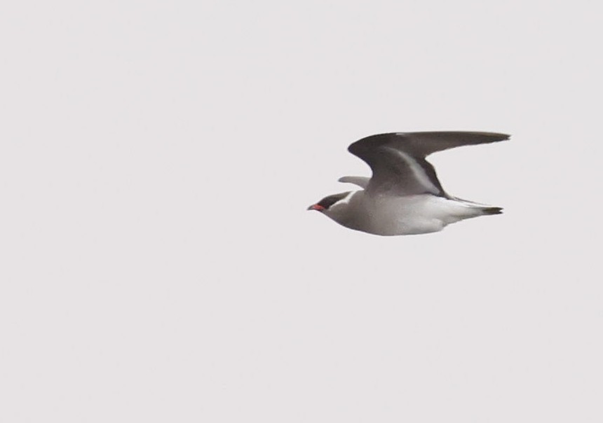 Rock Pratincole - ML646749953