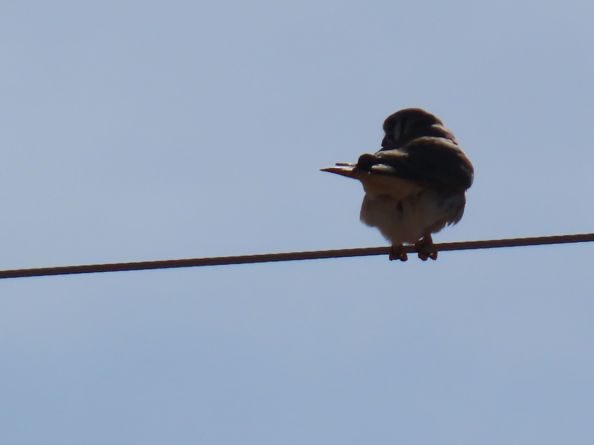 Crécerelle d'Amérique - ML646749954