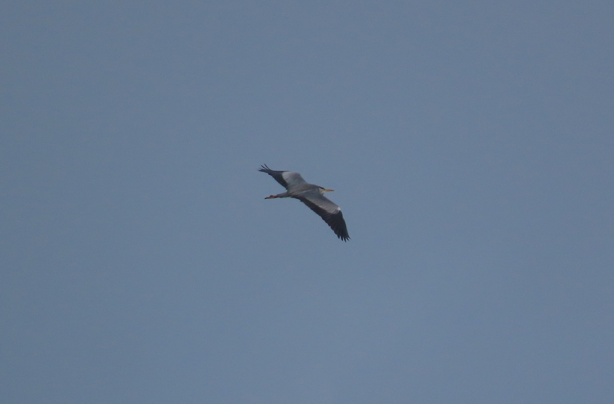 蒼鷺 - ML646749955