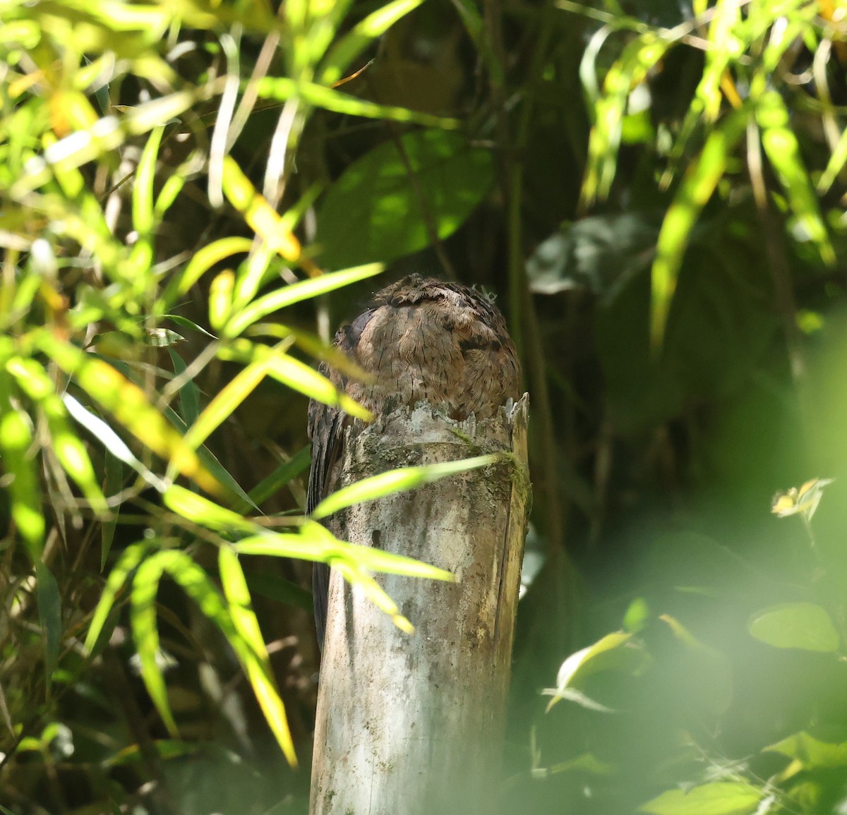 Ibijau gris - ML646749956