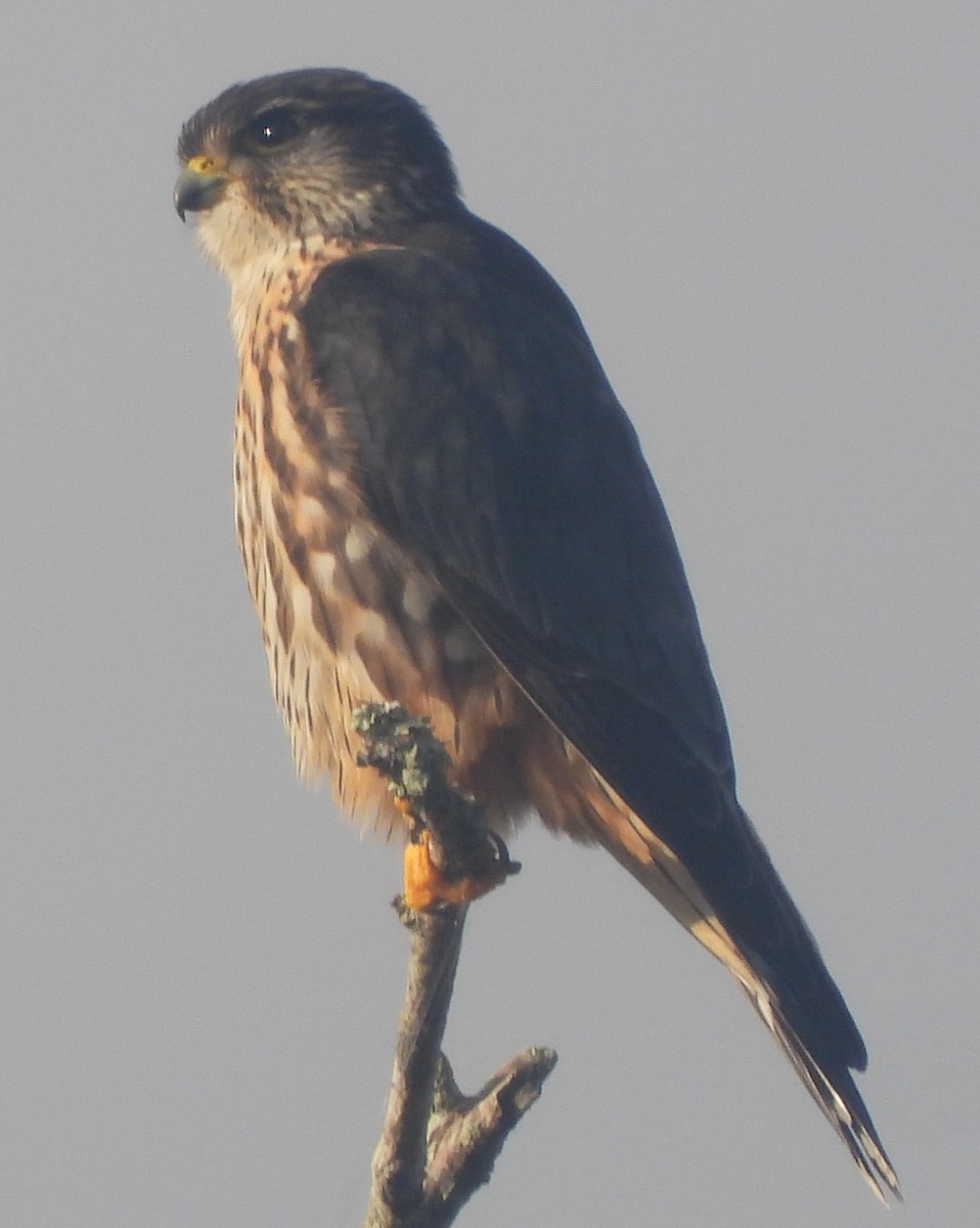 Faucon émerillon - ML646749957