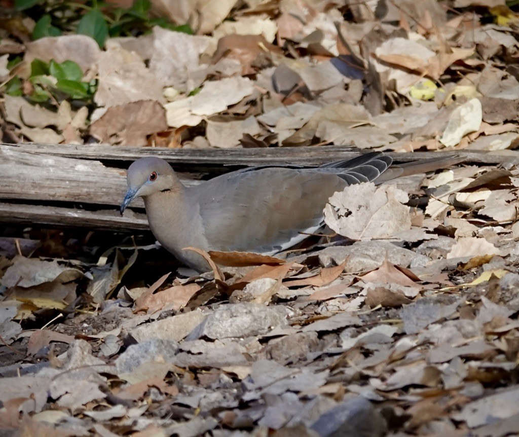 White-winged Dove - ML646749958
