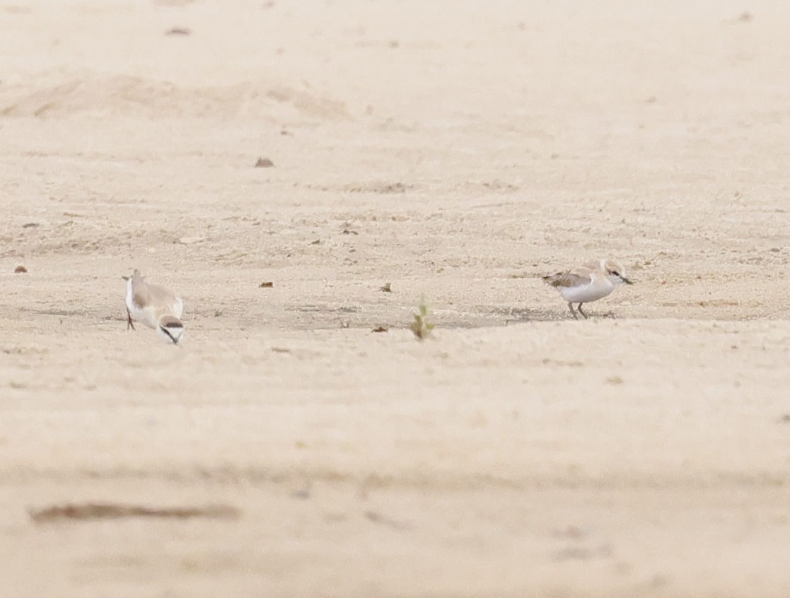 White-fronted Plover - ML646749959