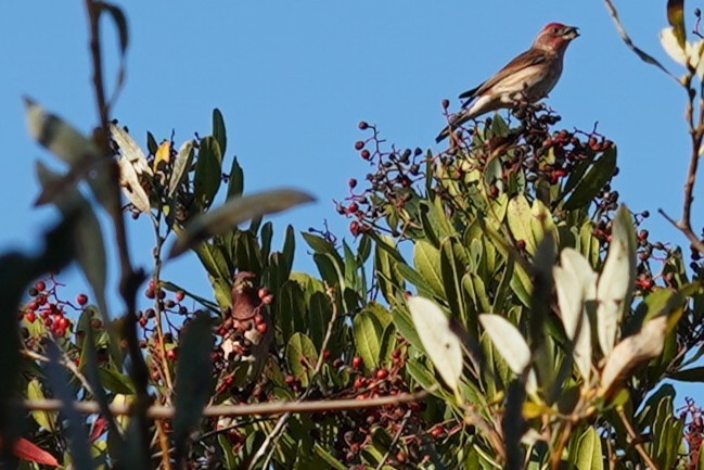 Roselin pourpré - ML646749960