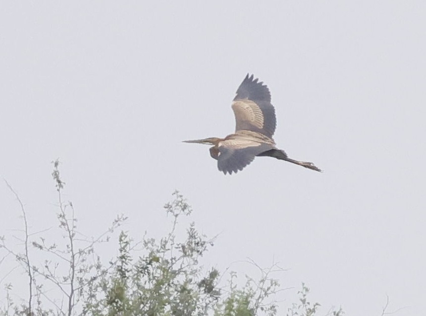 Purple Heron - ML646749963