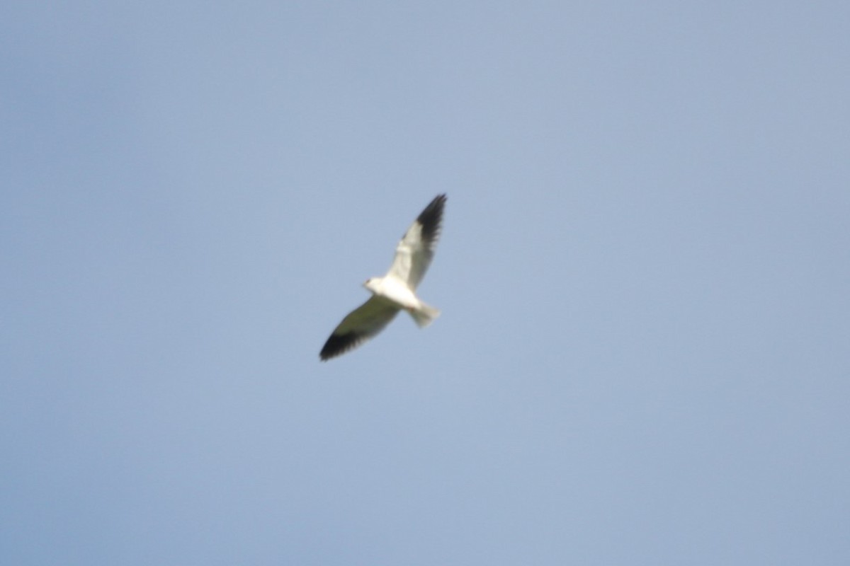 Gleitaar - ML646749966