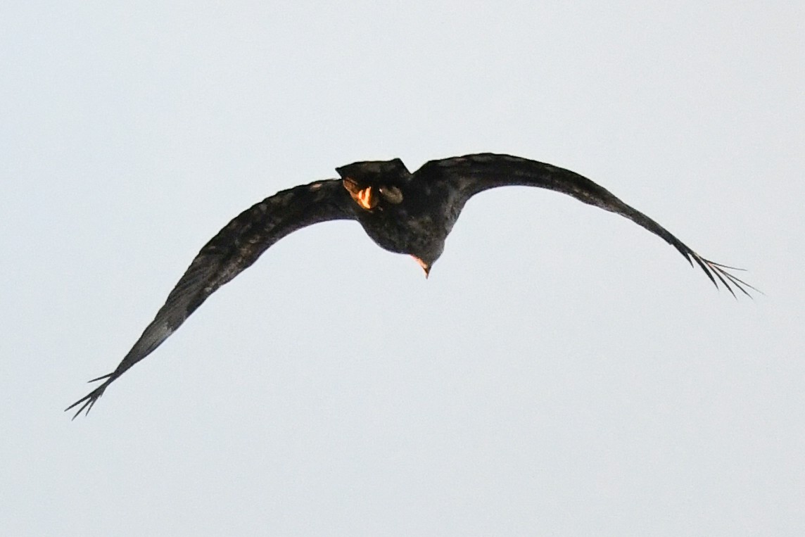 Bald Eagle - ML646749967