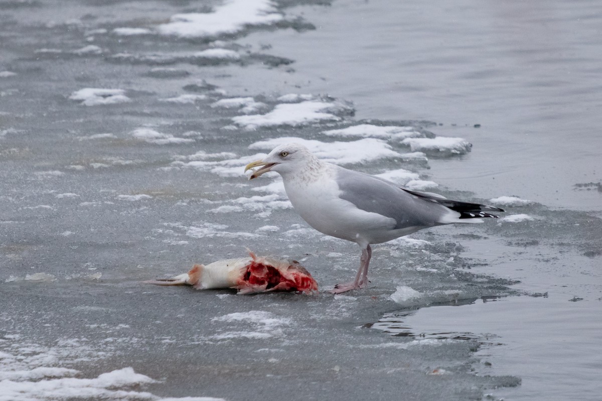 Amerika Gümüş Martısı - ML646749968