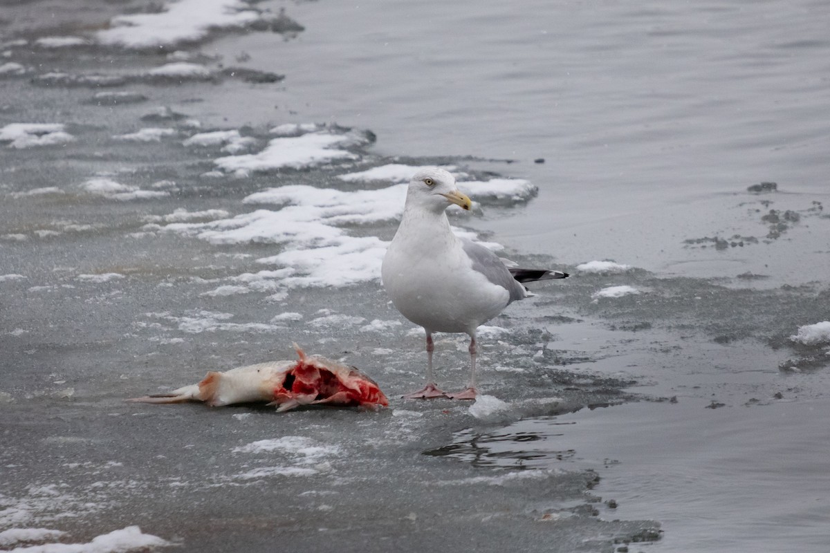 Amerika Gümüş Martısı - ML646749969