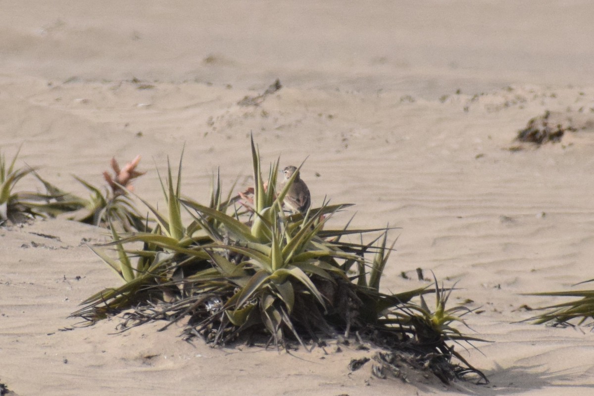 Береговой землекоп - ML646749971