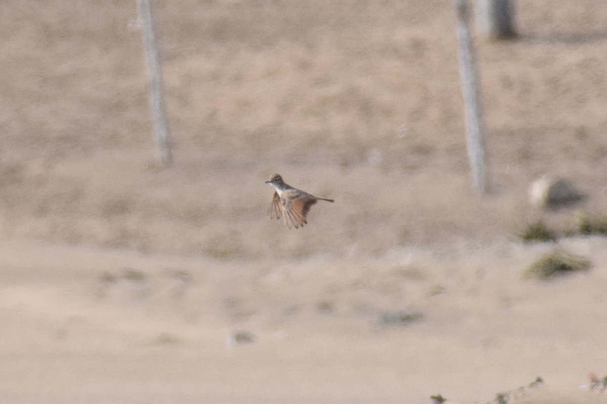 Береговой землекоп - ML646749972