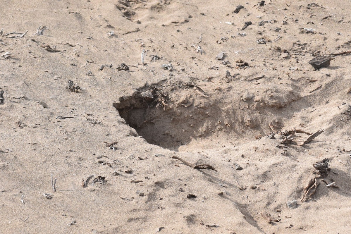 Береговой землекоп - ML646749973