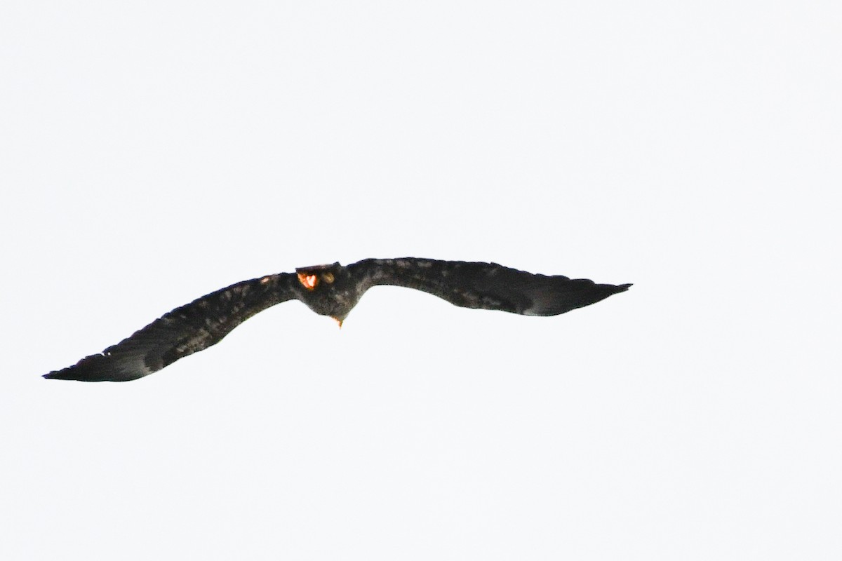 Bald Eagle - ML646749974