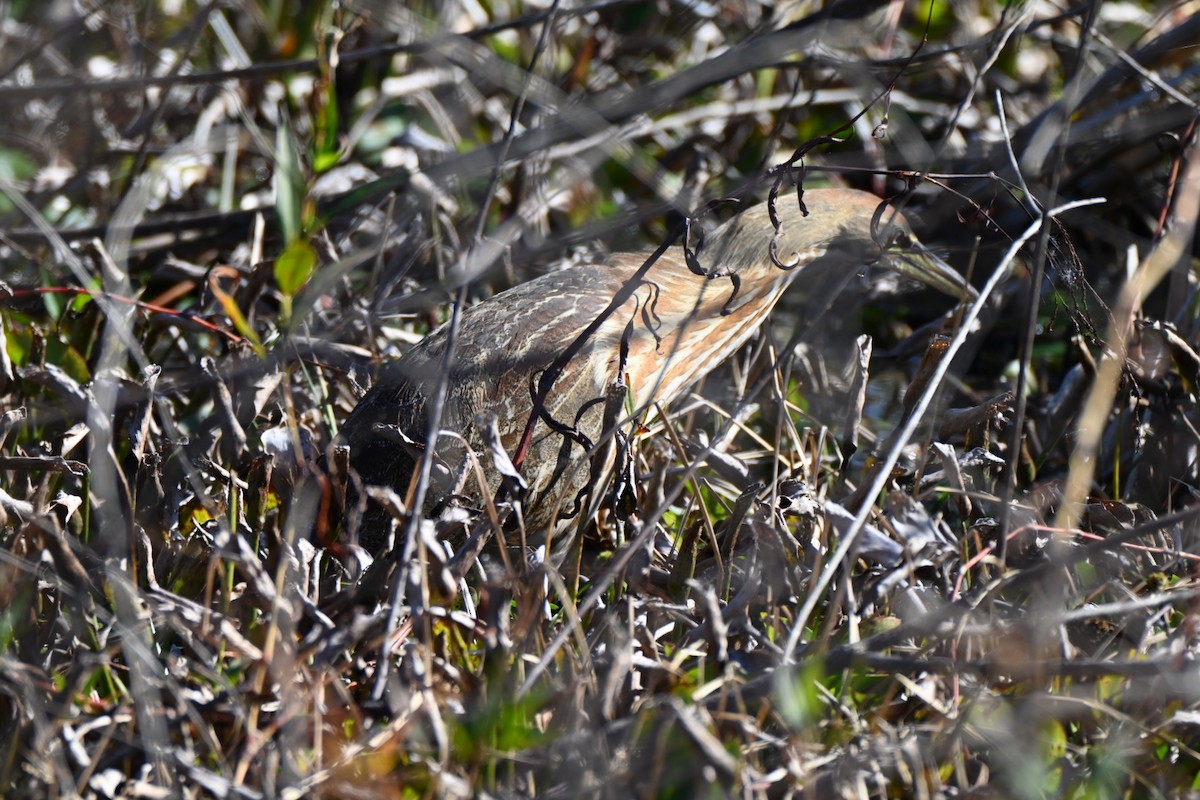 Бугай американський - ML646749976