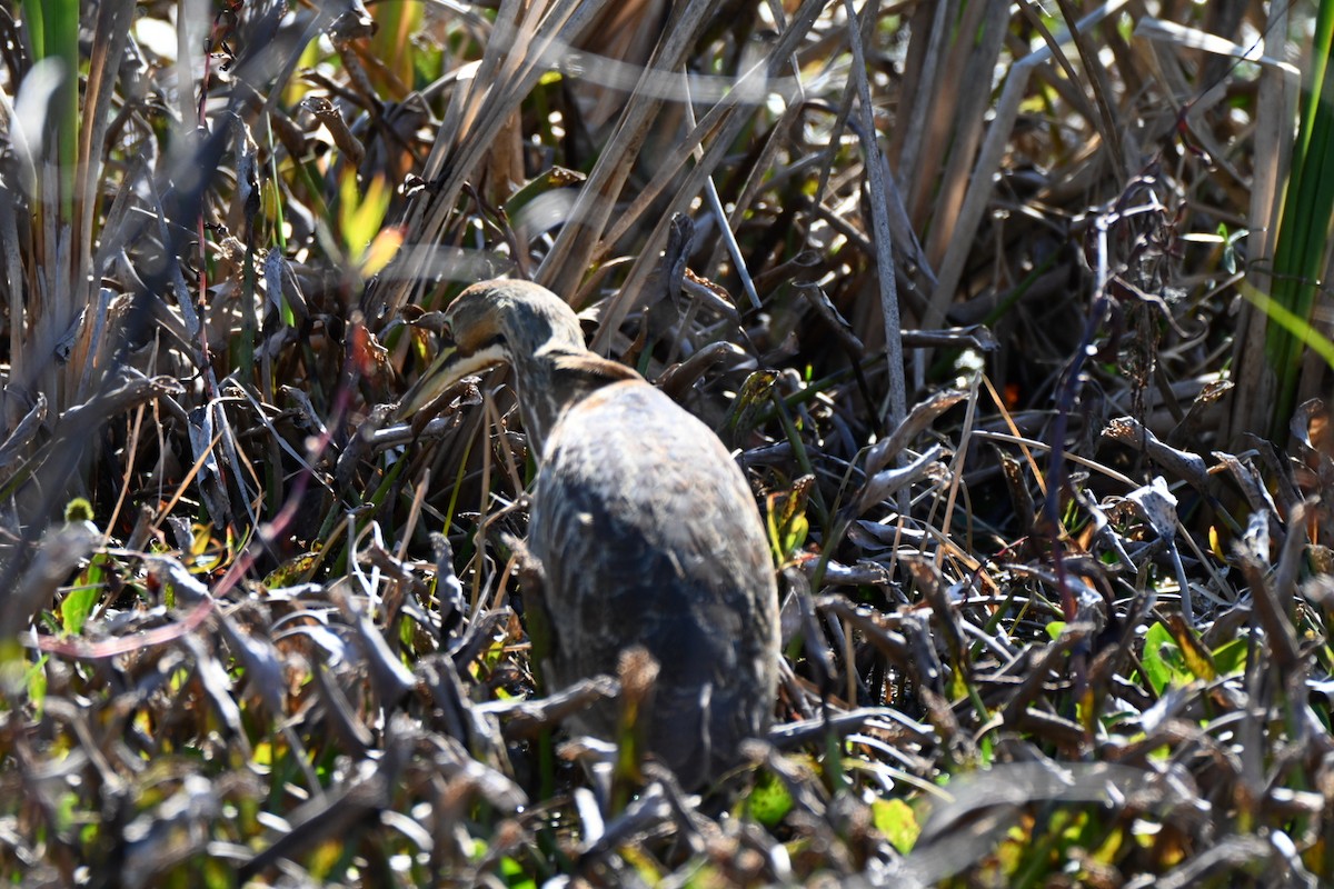 Бугай американський - ML646749977