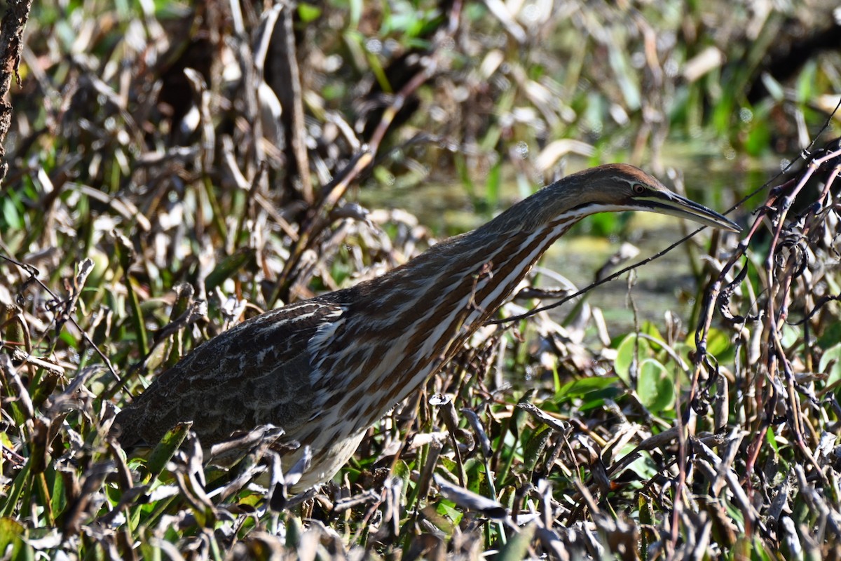 Бугай американський - ML646749978