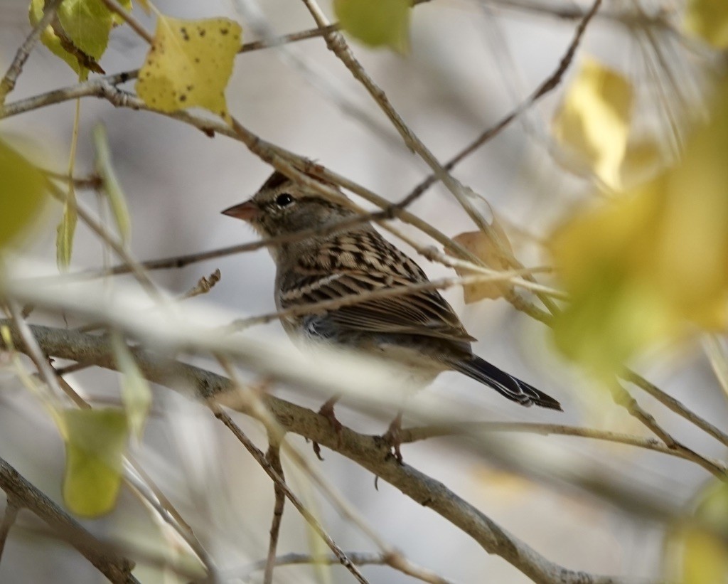 Chipping Sparrow - ML646749981