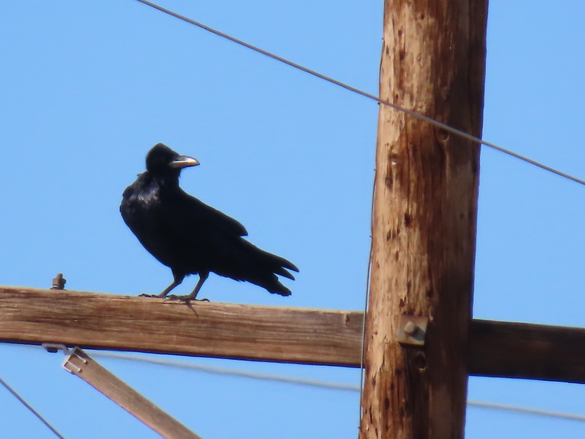עורב שחור - ML646749989