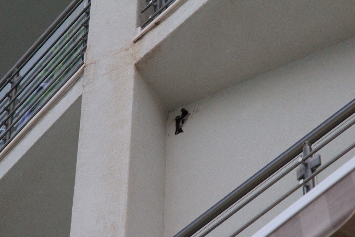 Western House-Martin - ML646749993