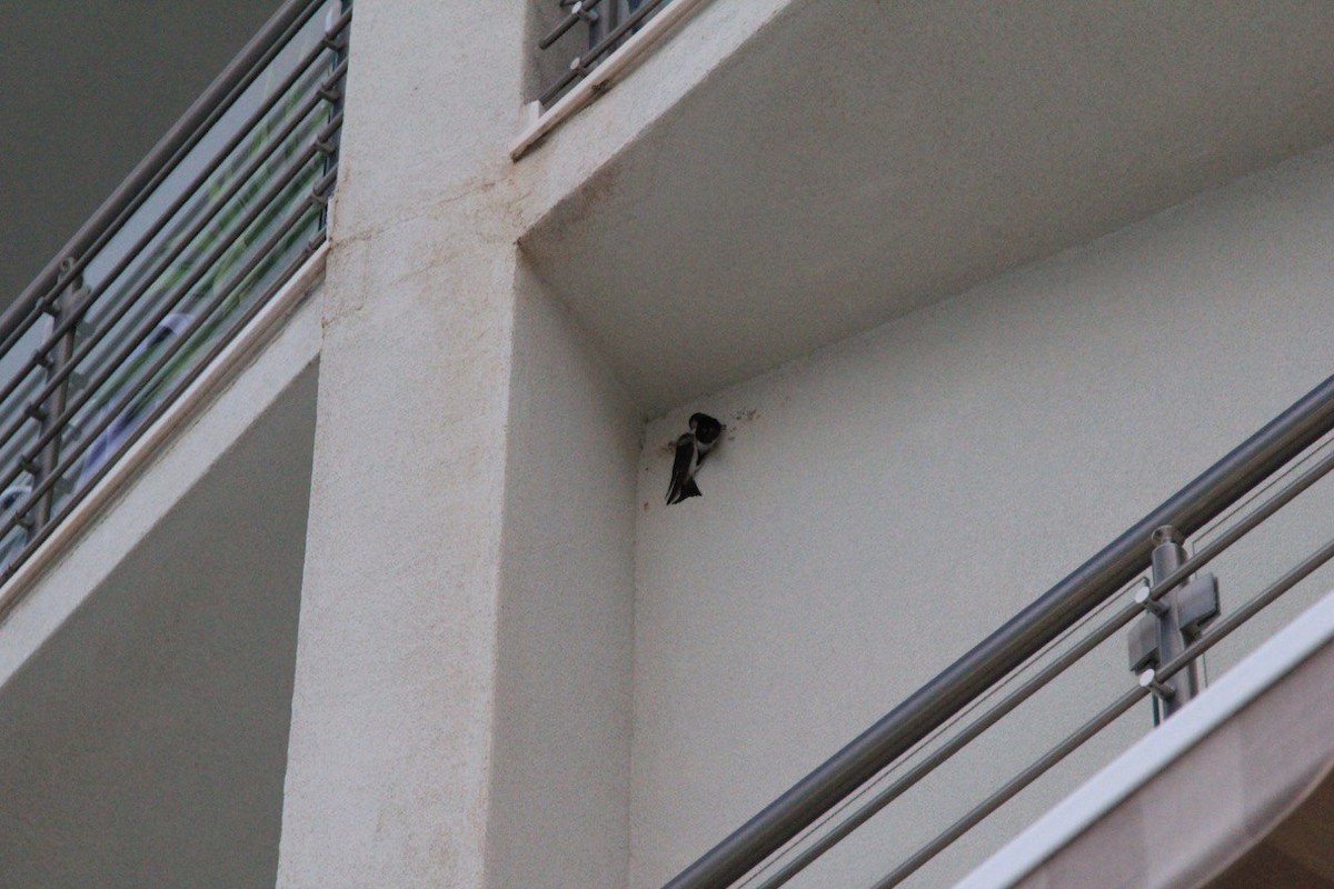 Western House-Martin - ML646749994