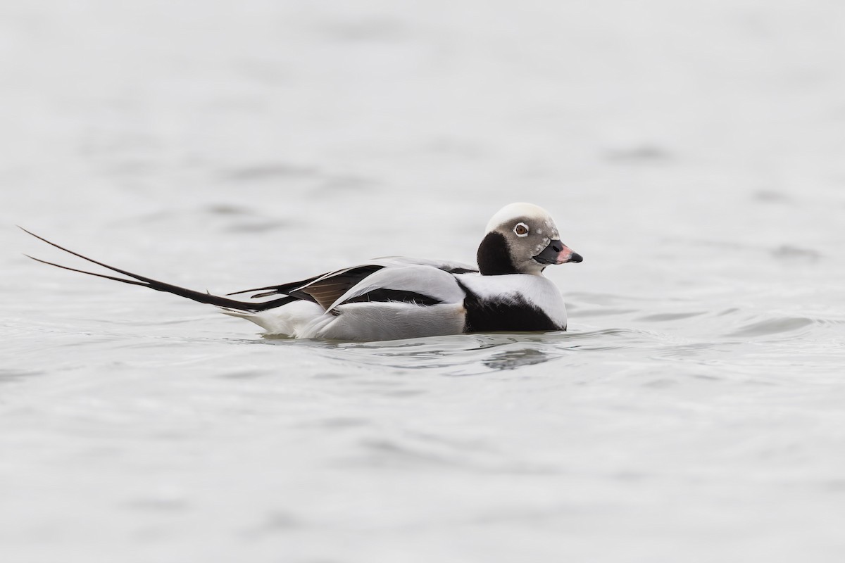 長尾鴨 - ML646749998